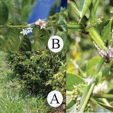 Image result for Sericanthe chimanimaniensis