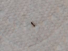 Although pharaoh ants look a lot like thief ants and other tiny ants, there are a few distinguishing features. Can Anyone Tell What Kinda Ant This Is They Keep Coming In Thinking About Calling Exterminator Very Small Ants Ants