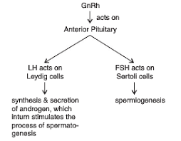 Explain The Hormonal Control Of Spermatogenesis In Humans