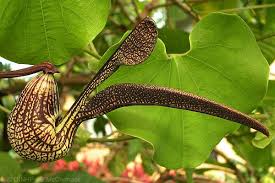 Image result for Aristolochia ringens