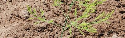 We did not find results for: Protecting Unplanted Asparagus Over Winter Melinda Myers