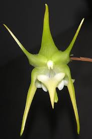Image result for Aeranthes africana