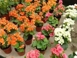 Lisans seviyesinde askeri eğitim veren kurum. Civil Civil Yaz Cicekleri Kadinim Mutluyum