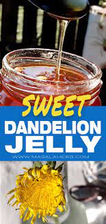 Dandelion Jelly Dandelion Honey How To Cook Dandelion Flowers Foraging Food In Nature French Jam Recipe Dandelion Recipes Dandelion Jelly Jelly Recipes