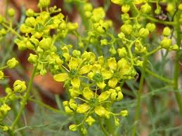 Image result for Ruta graveolens