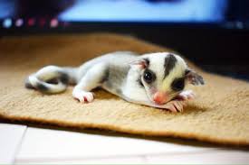Our Baby Ringo He S A Ringtail Mosaic Sugar Glider Also Feel Free To Visit Our Etsy Shop For More Sugar Glider A Sugar Glider Sugar Glider Pet Pets Cuddling