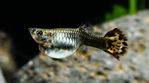 What Are The Signs Of Fish Before Reproduction? How To Determine When ... |  Tiktok