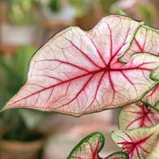Image result for Coleus tetragonus
