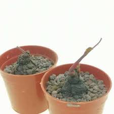 Image result for Monadenium discoideum