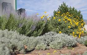 One of my favorite contrast plants. Praising The Artemisias