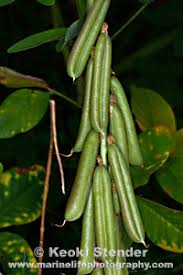 Image result for Crotalaria barkae