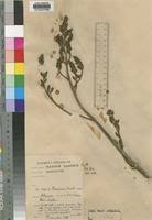 Image result for Vernonia conferta