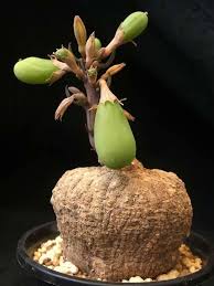 Image result for Adenia karibaensis