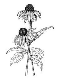 Some species in each genus have reflexed ray flowers. Cone Flower Sketch Google Search Flower Art Drawing Flower Sketches Drawings