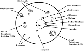 Check spelling or type a new query. A Diagram Of The Animal Cell Structure With Key Organelles Download Scientific Diagram