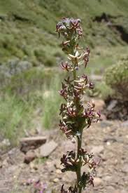 Image result for Manulea crassifolia