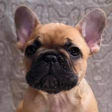 Maybe you would like to learn more about one of these? French Bulldog Puppies Getmorepets