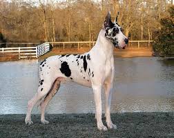Si adegua bene a qualunque è un cane facilmente addestrabile data anche la sua naturale attitudine al riporto e, pertanto, lavora in simbiosi con l'uomo. Morsorosso I Migliori Cani Da Guardia