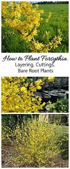 Forsythia Is One Of The First Plants To Bloom In Spring These Tips Will Show You How And When To Plant This Pere Plants Beautiful Flowers Garden Garden Shrubs