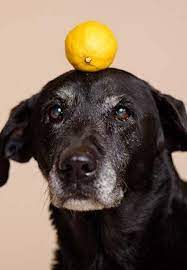 Can Dogs Eat Lemons Obedience School For Dogs Dog Training Obedience Dogs