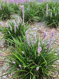 Image result for Bivinia jalbertii