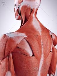 The shoulder is one of the largest and most complex joints in the body. 3d Rendered Illustration Of The Upper Back Muscles Stock Photo Offset