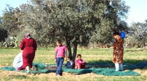 Tunisie Le Cri De Detresse D Un Cultivateur D Olives A Monastir