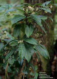 Image result for Ardisia buesgenii