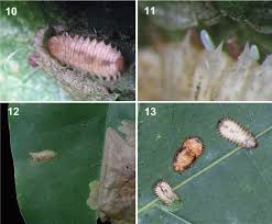 2 ingredient rum drink / to make it, just add ice to a rocks or collins glass, pour in 2 oz. Natural History Of Platypria Platypria Hystrix Fabricius 1798 On Fabaceae Host Plants With Notes On Other Platypria Species In India Chrysomelidae Cassidinae Hispini