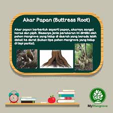 Akarnya besar dan memiliki akar tunjang yang menopang tumbuhan ini. Mymangrove Home Facebook
