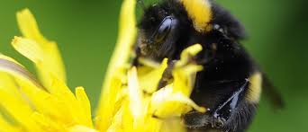 North carolina agricultural experiment station technical bulletin 152: New Data Shows That Bumblebees Are In Big Trouble With Grave Consequences World Economic Forum