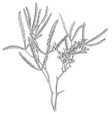 Image result for Limosella maior