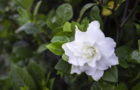 The application of epsom salt once a month during the growing season is also essential for the proper growth of gardenia. How To Grow Care For Gardenia Plants