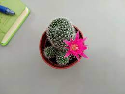 Cacti have one of the most diverse, prettiest and most colorful flowers among succulents. Ultimate Guide How To Get Your Cactus To Flower Cactusway