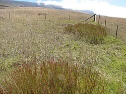 Image result for Hemarthria