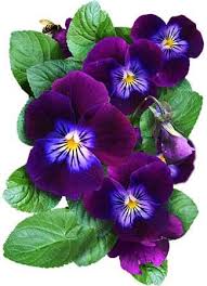 King Henry Viola Seeds For Planting (Viola cornuta) Seed Needs
