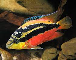 A beautifully coloured cichlid, displaying reds, yellows, black patterning and iridescent flashes; Salvini Cichlasoma Salvini Tropical Fish Site