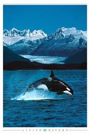 pin on my favorite animals