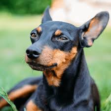 Image result for miniature pinscher