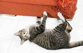 How Do I Stop My Cat From Scratching The Furniture Your Cat