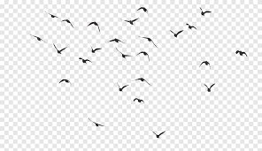 Download now burung terbang gambar unduh gratis imej 401345025 format. Burung Png Pngegg