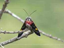 Image result for Agarista