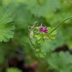 Image result for Pelargonium grossularioides