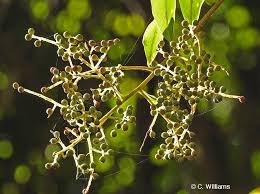 Image result for Embelia ruminata