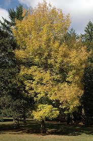 Image result for Landolphia foretiana