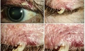 Image result for Blepharis dunensis