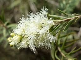 Image result for Melaleuca sp. A (Biegel 5741)
