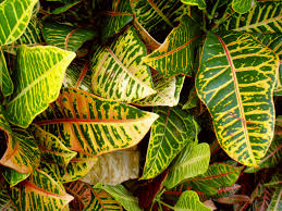 Garden Answers Plant Identification App Plant Identification Plant Identification App Free Plants