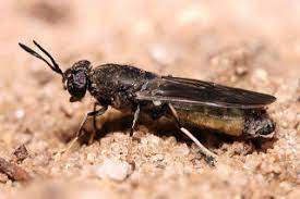 The manure that had been colonized by black soldier fly. Stratiomyidae