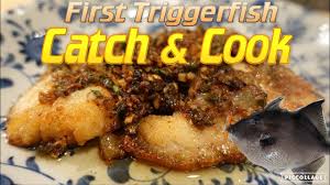 For option 2, you'll need two tablespoons of extra virgin oil to brush all sides of the fish. Triggerfish Catch And Cook Youtube